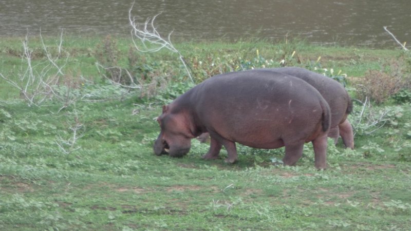 2 Hippos grasend.jpg